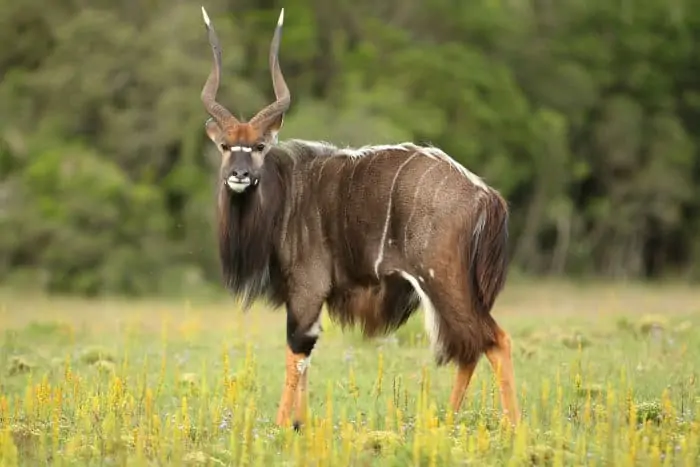 nyala bull