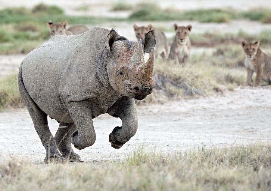 Black rhino running at top speed, with curious lions watching in the background