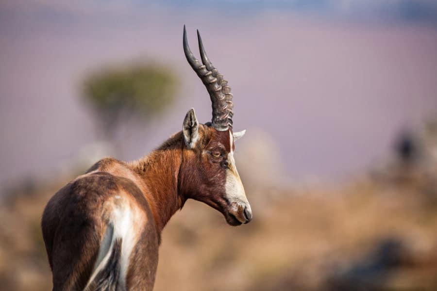 Blesbok antelope portrait in Malolotja Nature Reserve