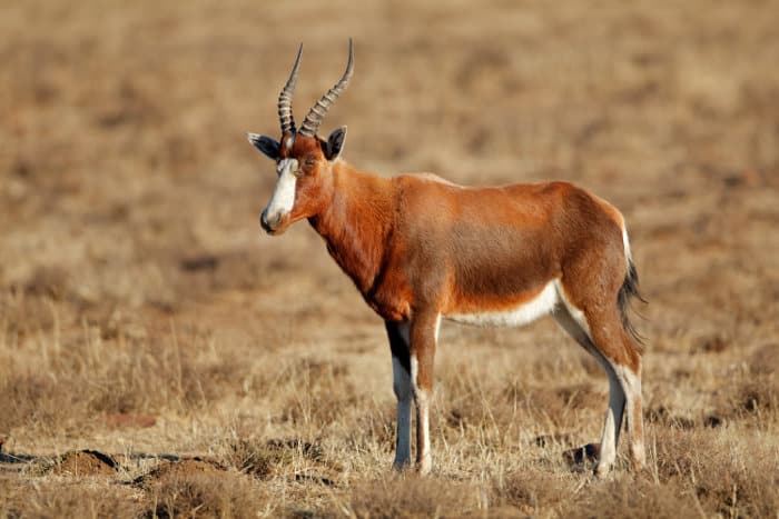 Blesbok antelope standing in an open grassland in South Africa