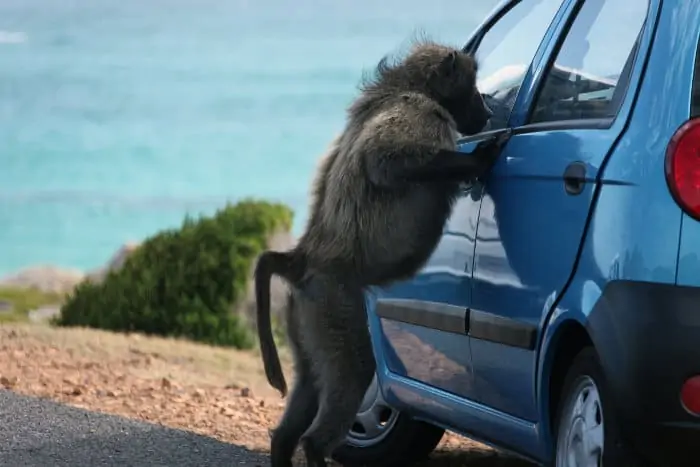 Chacma baboon tries to steal food from a car