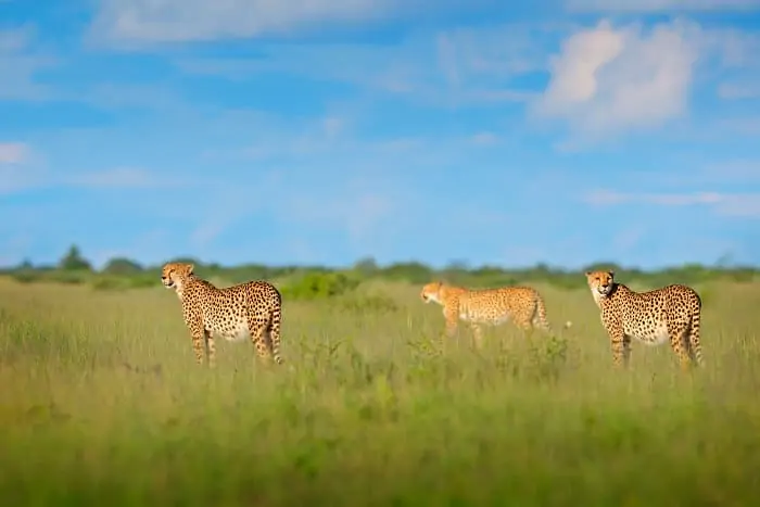 Cheetah family in Moremi