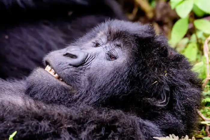 Contented mountain gorilla lying down