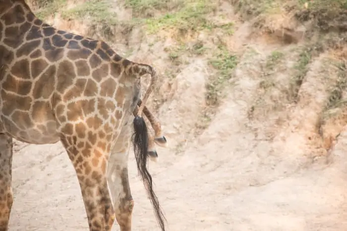 Female giraffe giving birth in a zoo