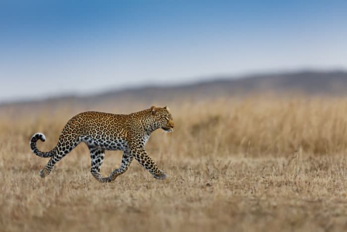 The speed of the leopard explained - why are they so fast! - LPRD