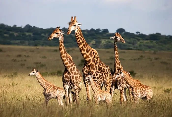 Giraffe family on the African savannah