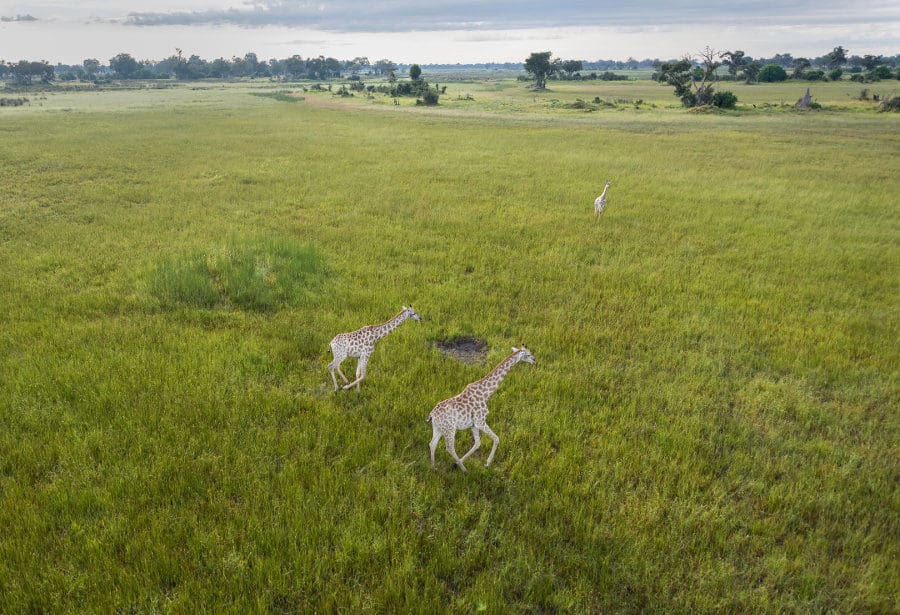 Aerial view of giraffe running in Botswana