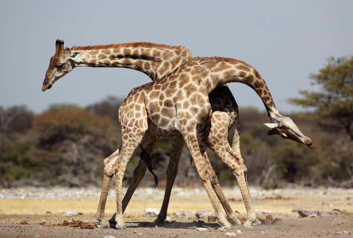 Two male giraffes fighting in Etosha