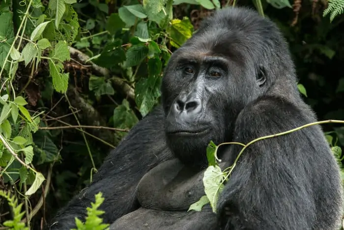 Happy gorilla in the Kahuzi Biega mountains