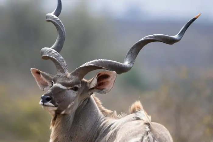 Majestic greater kudu bull portrait with extremely long horns