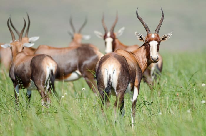 Herd of blesbok on grassy plain, with one looking back