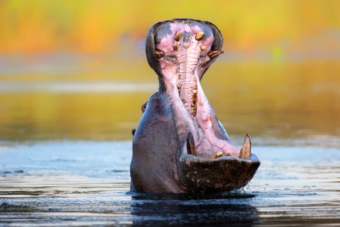 Hippo yawning in the Kruger park