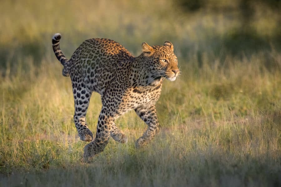 How Fast Can a Leopard Run? It's Slower than Most of Its Prey