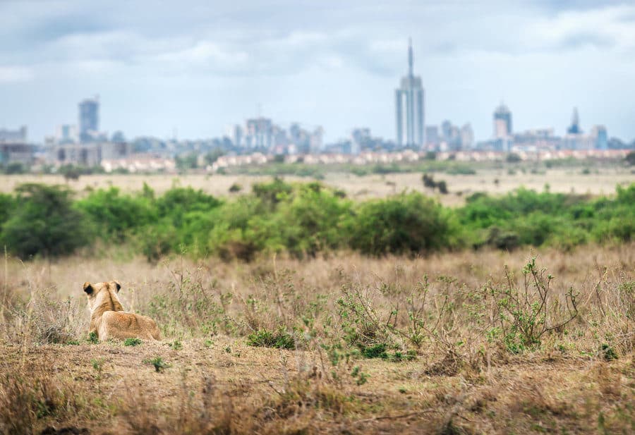 lion looking towards the city of Nairobi