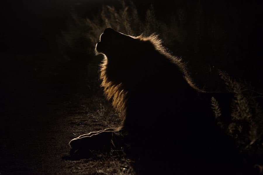 Lion silhouette roaring in the night