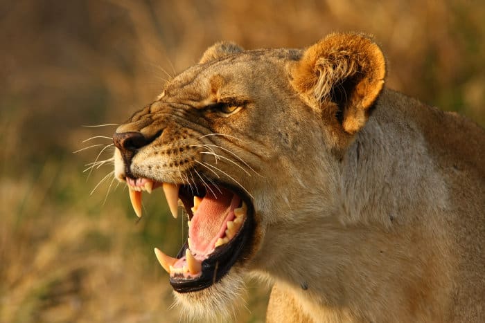 Lioness snarling to show anger