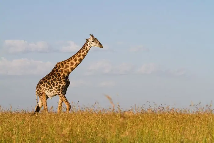 Lone giraffe bull walking through the grass in the Serengeti