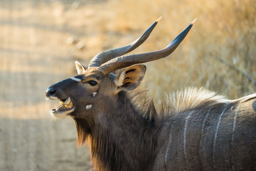 Male nyala chewing on a bone in Kruger national park