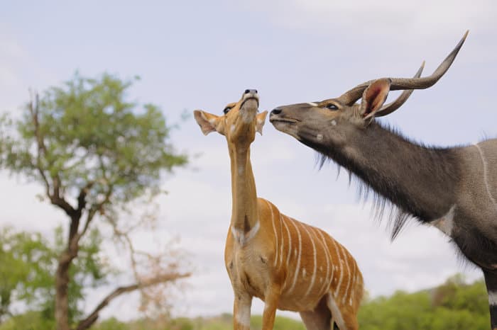 Nyala bull cortejar uma fêmea em oestrus