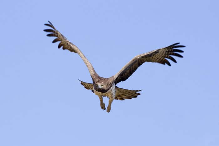 Martial eagle in flight mode