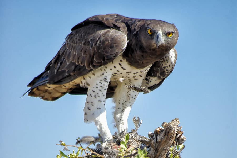 Martial eagle with prey in Etosha National Park