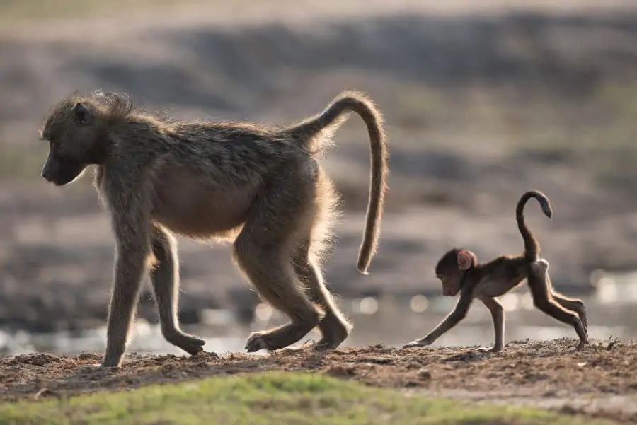 Mom and baby baboon in Chobe National Park