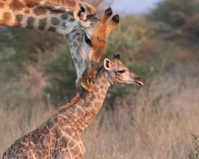Mother giraffe licks its newborn baby