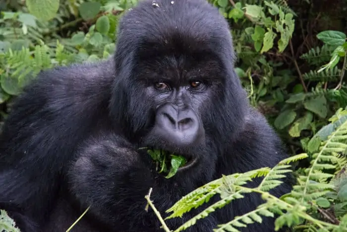 Mountain gorilla eating a plant