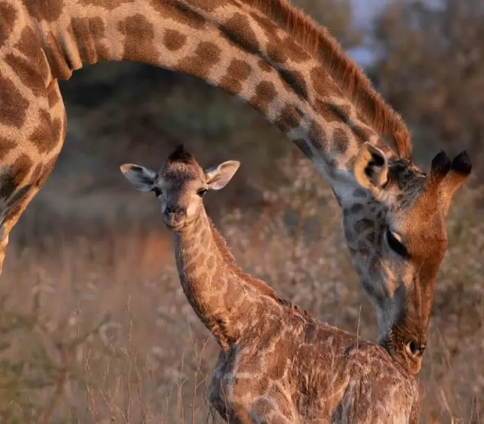 Newborn baby giraffe in the wild