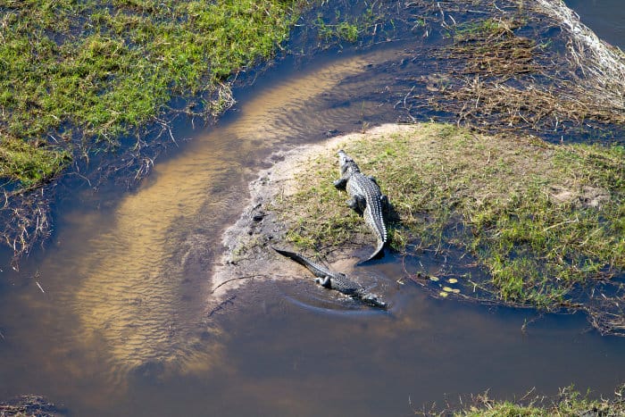 Nile crocodile from above in the Okavango