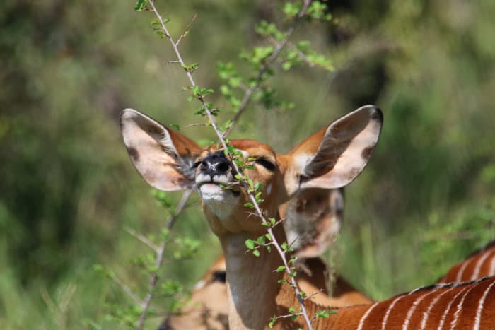  Female nyala browsing 