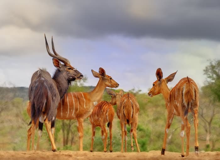 Nyala family on safari in Zululand
