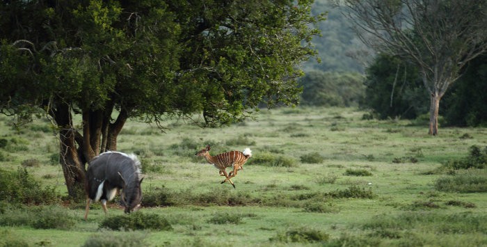 Happy nyala loopt in Kruger