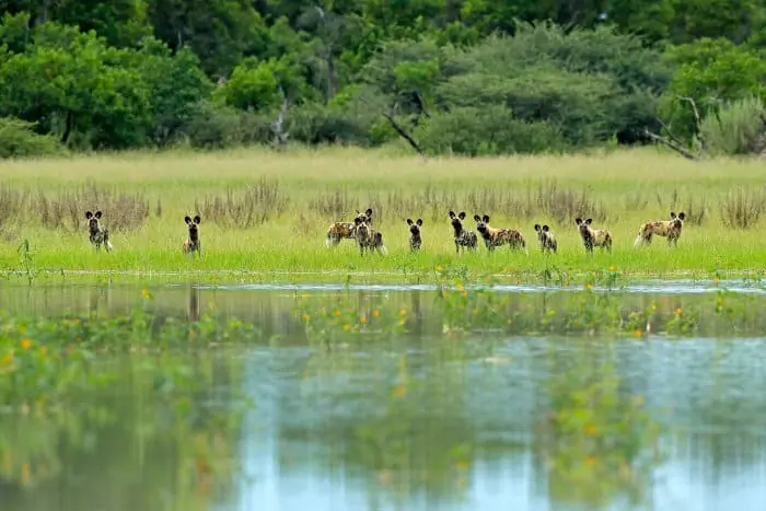 Pack of African wild dogs near water in Moremi