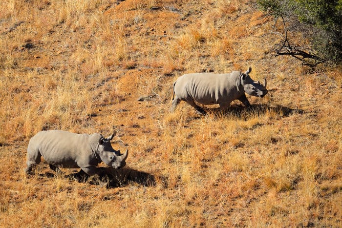 Aerial view of two white rhinos in South Africa