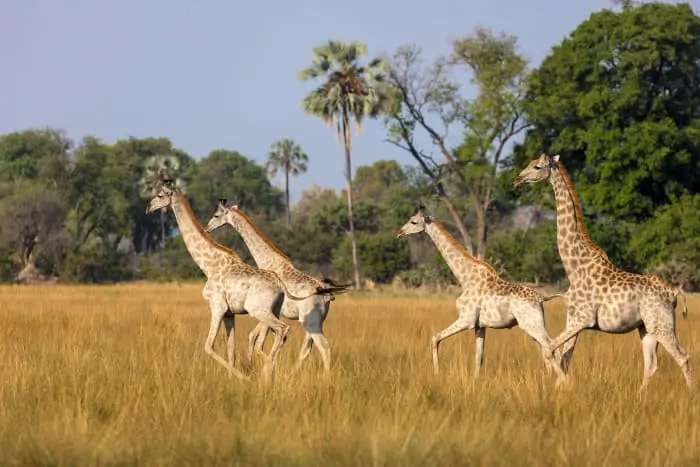 Herd of southern giraffe in the Okavango