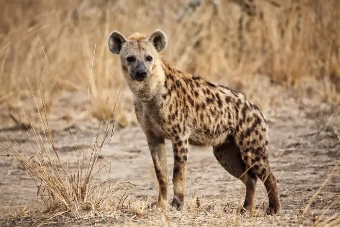 Spotted hyena in the Luangwa valley