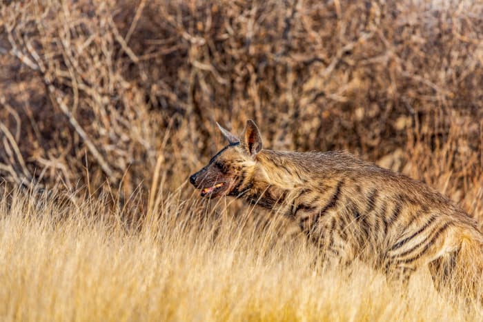 Striped hyena in golden grass