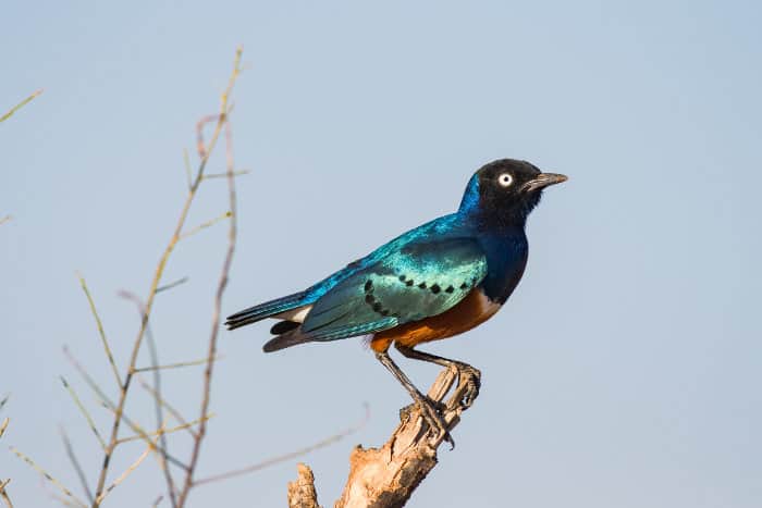 Superb starling in Samburu