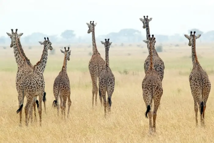 A tower of giraffes in the Serengeti