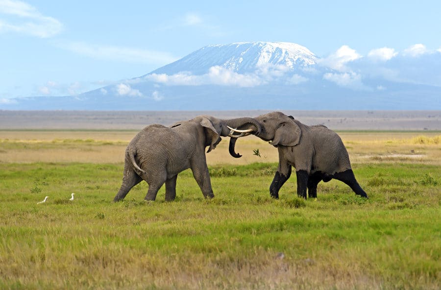 Elephants fighting with Kilimanjaro in the background