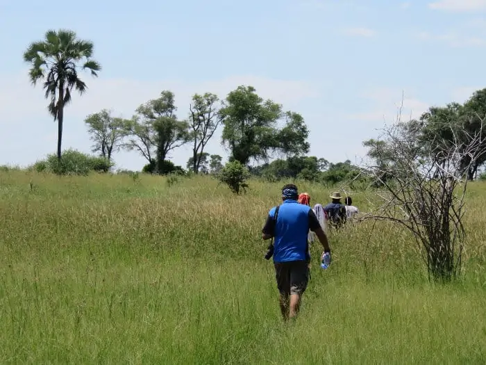 Walking through the bush in the Okavango