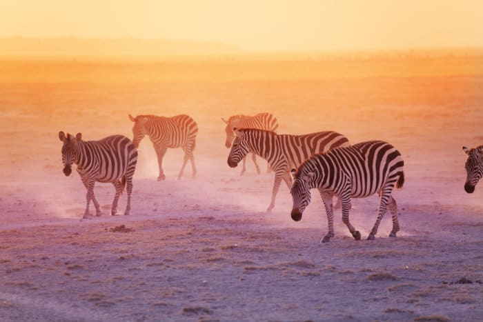 Zebra herd at sunset