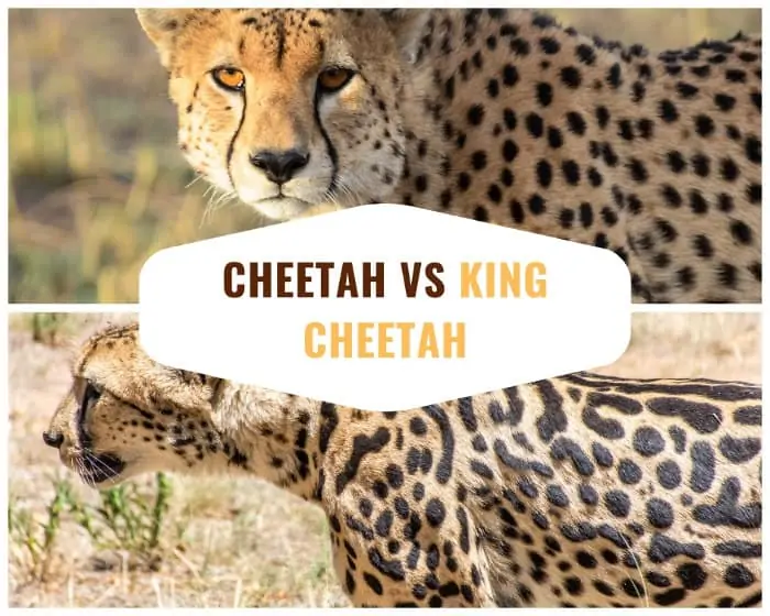 African cheetah versus king cheetah spot pattern