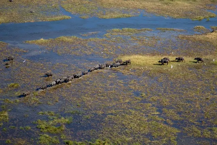 African buffalo herd seen from above in the Okavango Delta