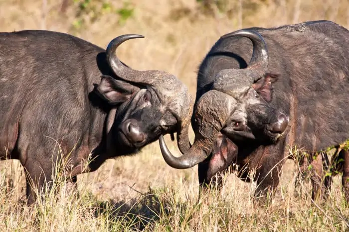 African buffalo fight for dominance