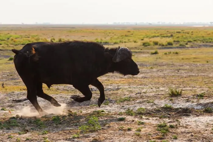 African buffalo in running motion