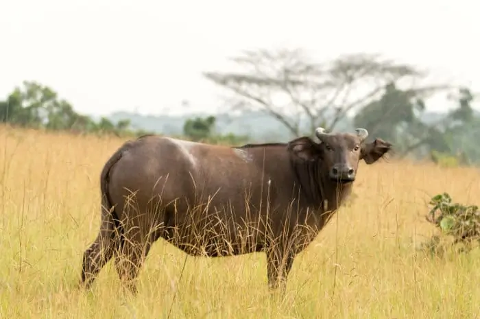 African forest buffalo in Conkouati-Douli National Park, Congo
