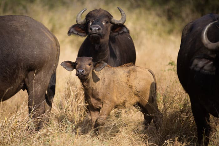 Wary Cape buffalo and calf in the Kruger
