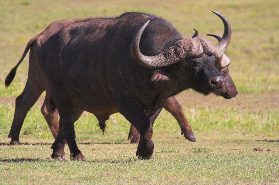 Cape buffalo running on the African plains